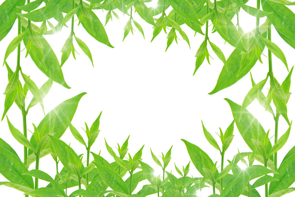 green leaves on white background - Photo, Image