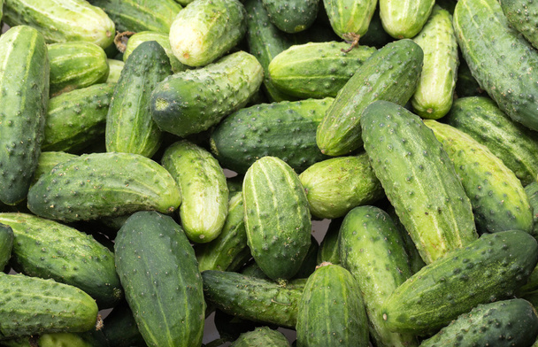 a lot of young cucumbers as background - Photo, Image