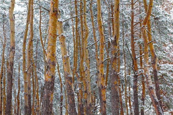 winter snowbound pine tree forest landscape - Foto, Bild