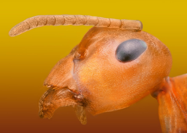 Formica rufa extrema macro cabeza de hormiga
 - Foto, Imagen