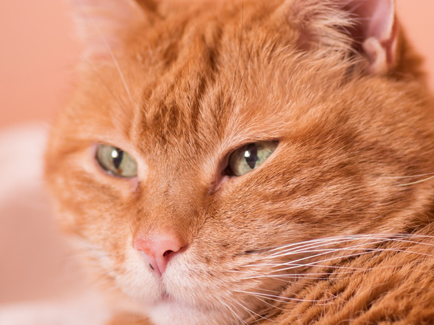 Lovely red cat. - Foto, afbeelding