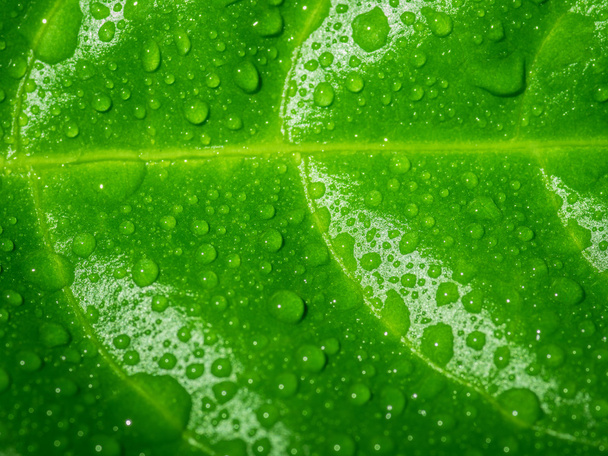 Green leaf with water drops. - Foto, Imagem
