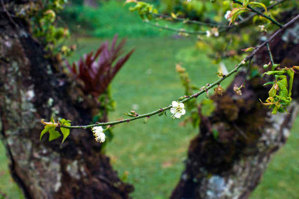 Fehér Prunus mume virág - Fotó, kép