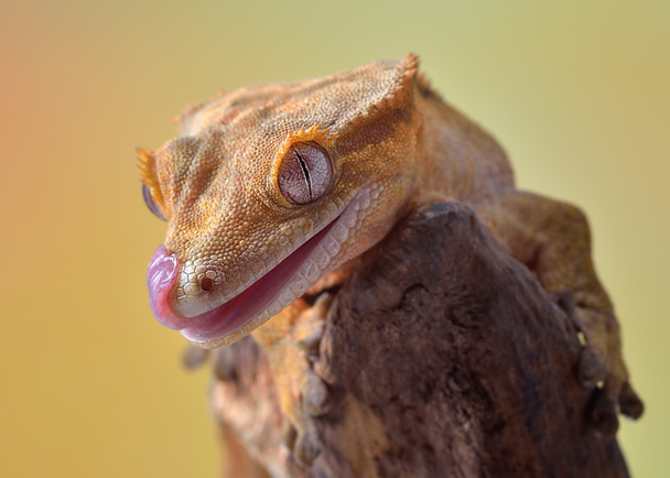 Λοφιοφόρη gecko/Correlophus ciliatus μακροεντολής - Φωτογραφία, εικόνα