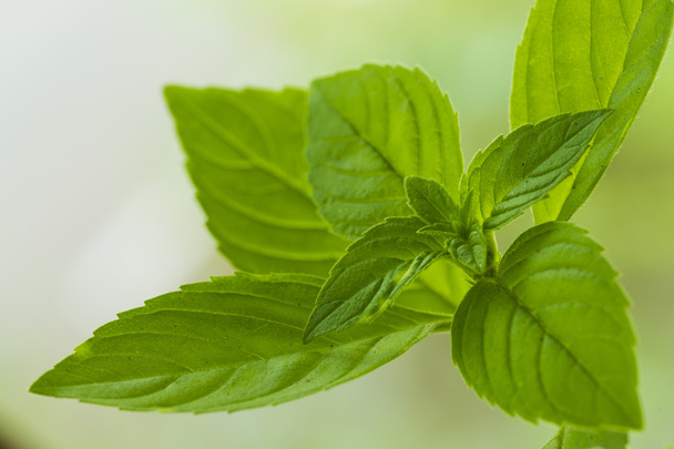 Fresh mint leaves - Фото, зображення