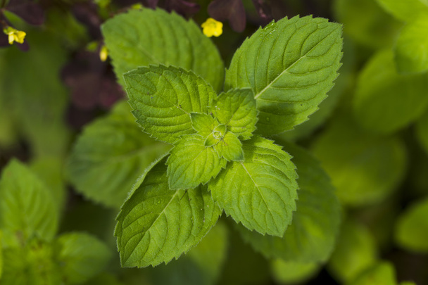 Fresh mint leaves - Φωτογραφία, εικόνα