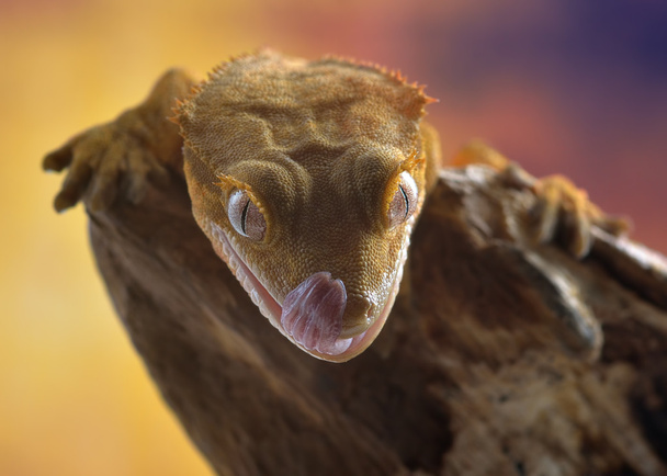 Tepeli gecko/Correlophus ciliatus makro - Fotoğraf, Görsel