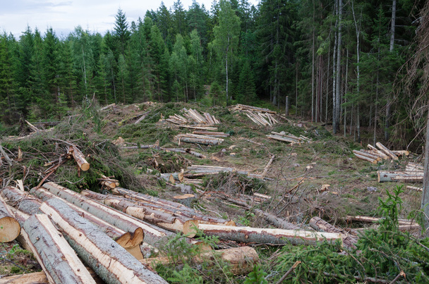Forestry with a clear cut area - Photo, Image