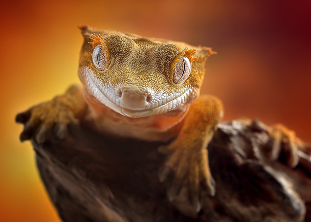 Chocholatý gecko/Correlophus ciliatus makro - Fotografie, Obrázek