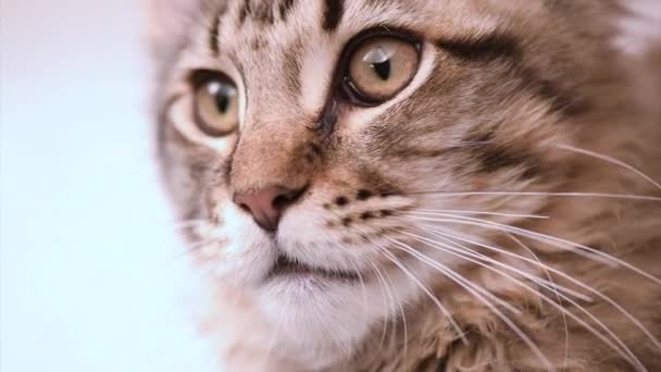 Maine coon cat looking - Footage, Video
