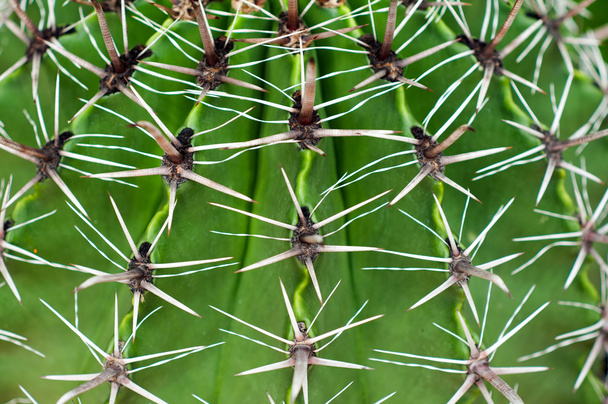 Closeup green cactus - Zdjęcie, obraz