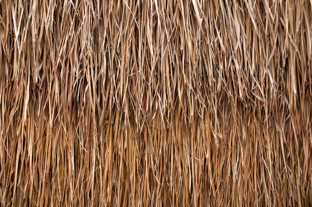 Elölnézet száraz cukornád - Fotó, kép