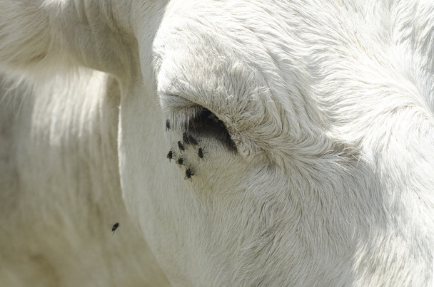 Vache avec des mouches autour de l'œil, gros plan oeil de vache
 - Photo, image