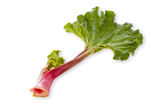Fresh rhubarb on bright background - 写真・画像