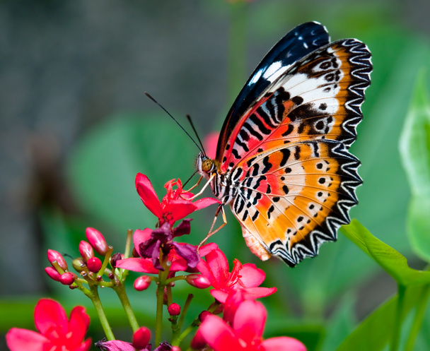 de vlinder - Foto, afbeelding