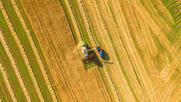 Harvester working in field and mows wheat. Ukraine. Aerial view. - Фото, зображення