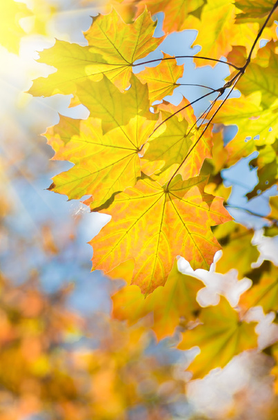 Javor žluté listy na větve stromů na podzim - Fotografie, Obrázek