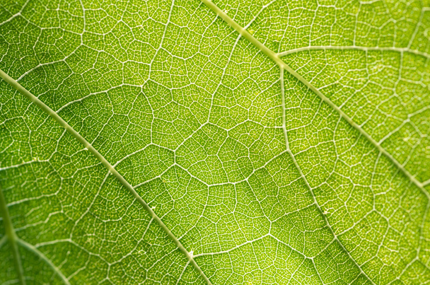 Young grape leaf closeup, macro, natural background - Photo, Image