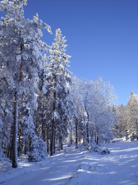 雪に覆われた冬の森 02 のハイキング ・ トレイル - 写真・画像