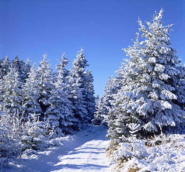 Hiking trail in snowy winter woods 03 - Photo, Image