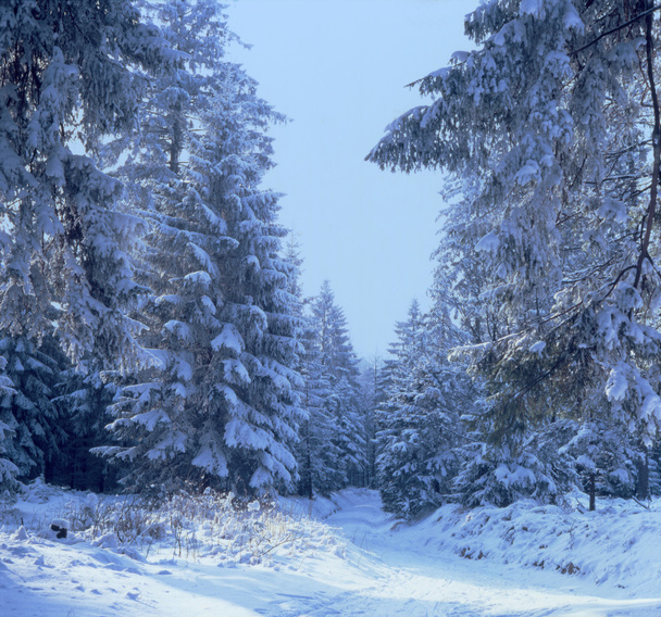 雪に覆われた冬の森のハイキング ・ トレイル - 写真・画像