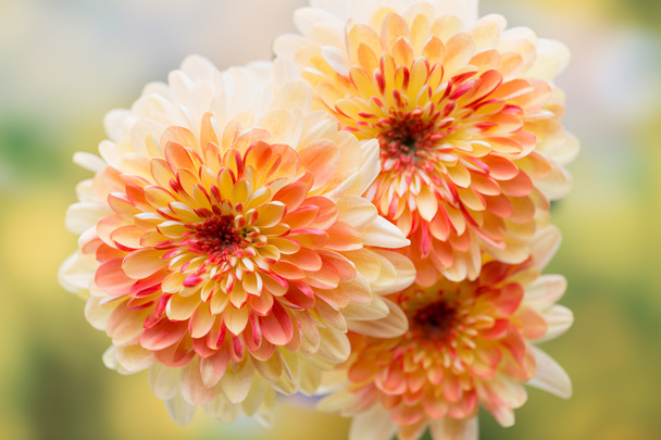 Dahlia flowers close up for yellow background. - Foto, afbeelding
