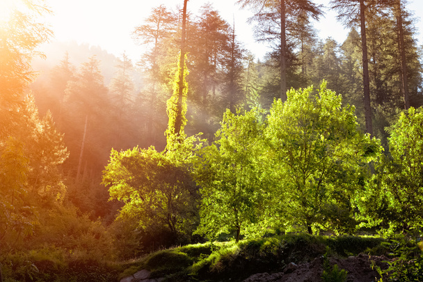 Утренний лес с солнечными лучами
 - Фото, изображение