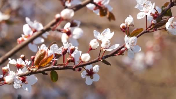 Tarde de primavera en el jardín de cerezos
 - Imágenes, Vídeo