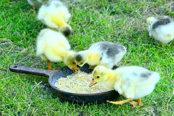 goslings juoda vettä lautaselta ruoho
 - Valokuva, kuva