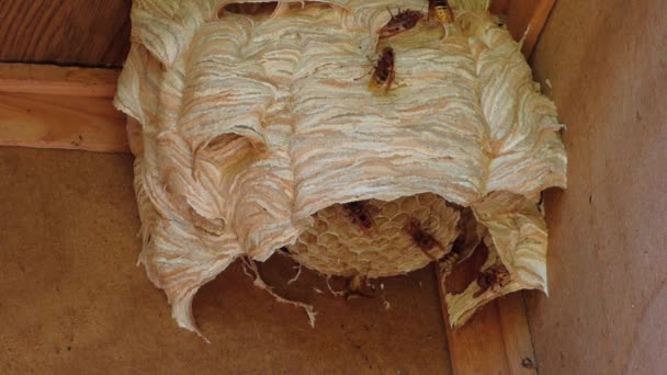 Wasp nest on wood - Footage, Video