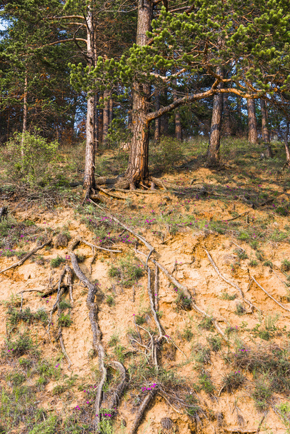 The roots of the pine trees on a sandy slope - Photo, Image