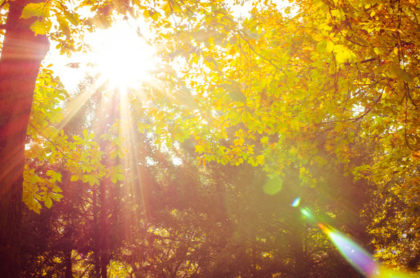 autumn in sunny park - Photo, Image