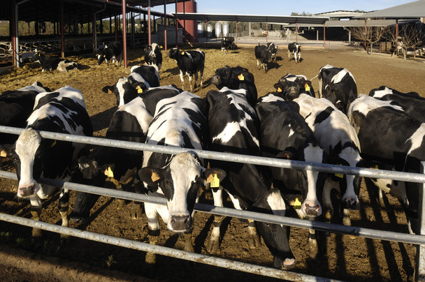αγελάδες σε ένα αγρόκτημα γαλακτοπαραγωγής - Φωτογραφία, εικόνα