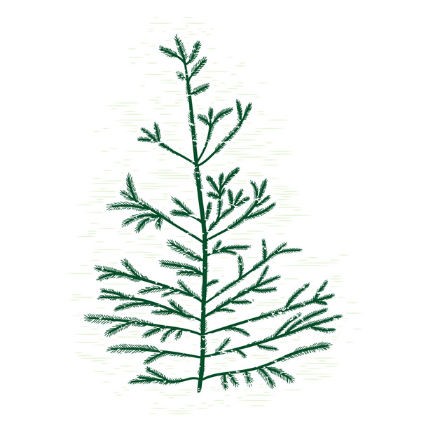 Hand drawn silhouette of pine tree - Vector, afbeelding