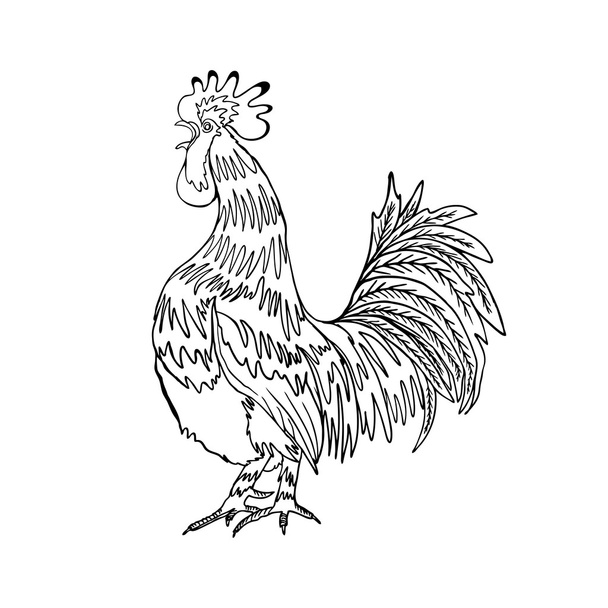 Hand drawn rooster illustration - Foto, afbeelding