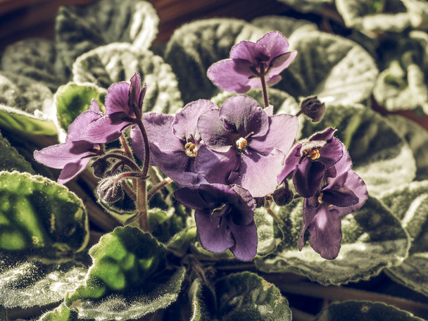 Saintpaulia kwiat vintage wyblakły - Zdjęcie, obraz