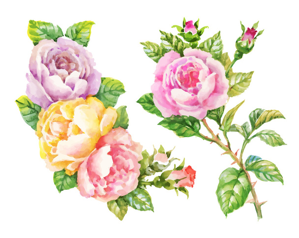 Aquarel tuin bloeien rode rozen illustratie geïsoleerd op witte achtergrond. - Vector, afbeelding