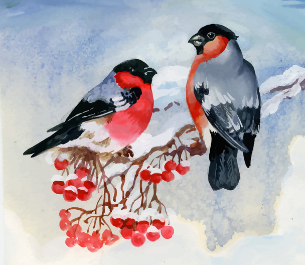 Bullfinch birds on snowy tree branch. Watercolor illustration - Vetor, Imagem