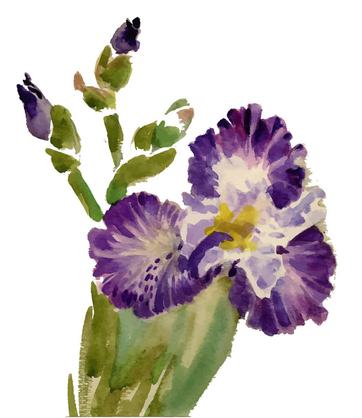 Acuarela flores de iris florecientes
  - Vector, Imagen