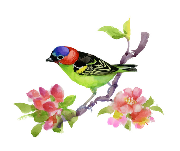 Bird illustration on watercolor blooming tree branch. - Vektör, Görsel