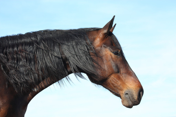 κόλπο άλογο με μακριά χαίτη πορτρέτο στο φόντο του ουρανού - Φωτογραφία, εικόνα