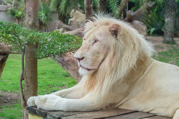 Férfi afrikai fehér oroszlán Safari portréja - Fotó, kép