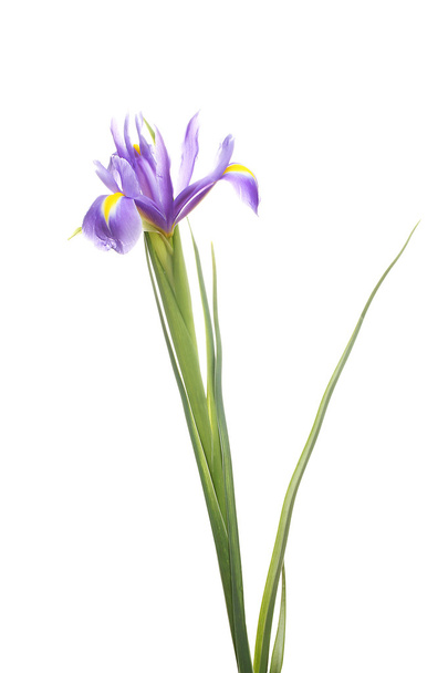 Beautiful iris isolated on white - Valokuva, kuva