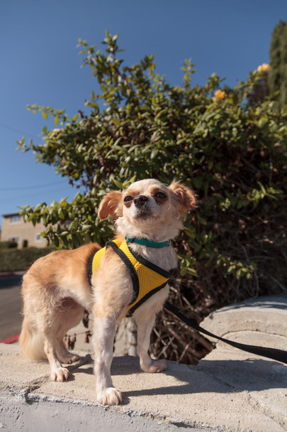 Μικρό ξανθό Τσιουάουα κουτάβι σκυλί - Φωτογραφία, εικόνα