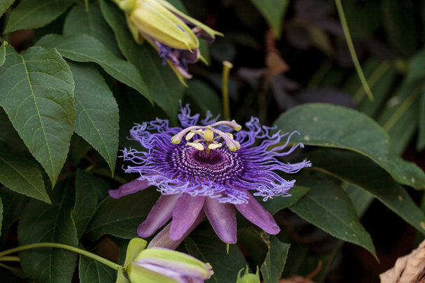 Фиолетовый цветок страсти Passiflora caerulea
  - Фото, изображение