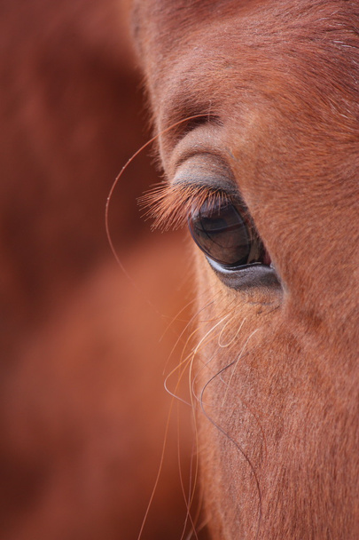 κλείνω το μάτι άλογο κάστανο - Φωτογραφία, εικόνα