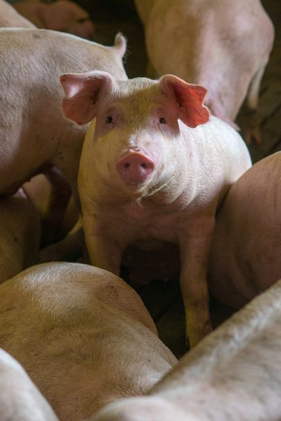 fabrikada domuz - Fotoğraf, Görsel