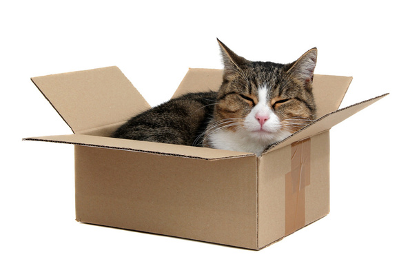 Relajante lindo gato en caja
 - Foto, Imagen