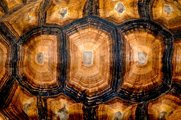 Close up view of the hexagonal texture of a turtle shell - Foto, Imagem