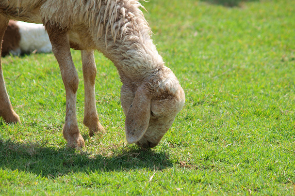 Grazende schapen - Foto, afbeelding
